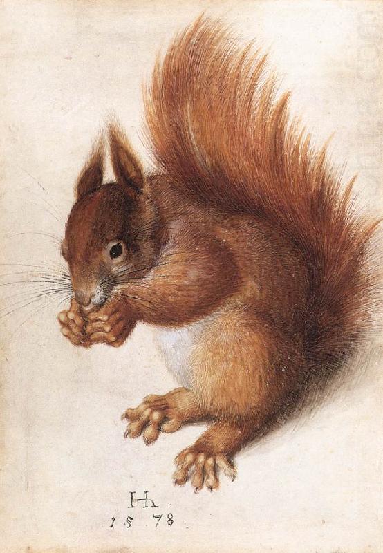 Squirrel wf, HOFFMANN, Hans